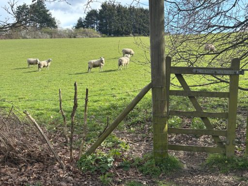 Meet the Sheep A grassy field with sheep grazing near a wooden gate.