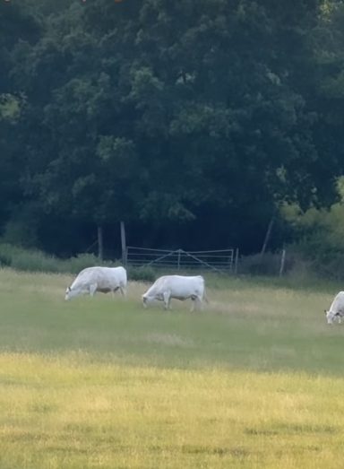 Meet the Cows Four white cows grazing in a green field - Woodlands Farm Trust
